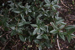 Berberis serrato-dentata