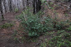 Berberis serrato-dentata