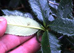 Berberis serrato-dentata