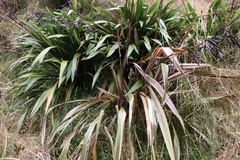 Phormium cookianum hookeri