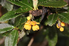 Berberis serrato-dentata