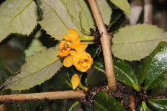 Berberis serrato-dentata