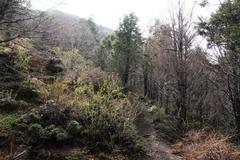 Berberis serrato-dentata