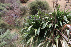 Phormium cookianum hookeri