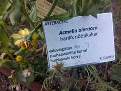 Acmella oleracea