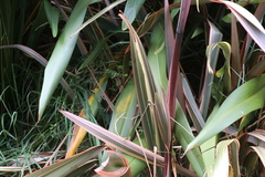 Phormium cookianum hookeri