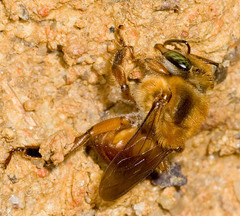 Melipona fulva