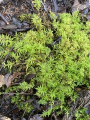 Hylocomium splendens image