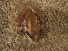 Lithobates sylvaticus image