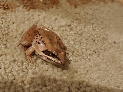 Lithobates sylvaticus image
