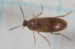 Anaspis sericea