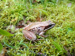Lithobates sylvaticus image
