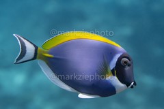 Acanthurus leucosternon