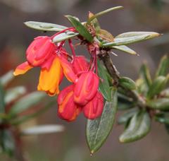 Berberis trigona