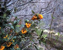 Berberis serrato-dentata