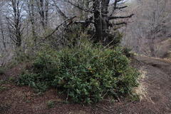 Berberis serrato-dentata