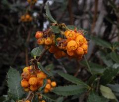 Berberis serrato-dentata
