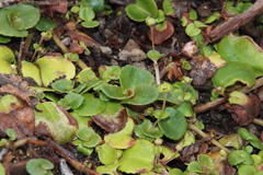 Chrysosplenium valdivicum