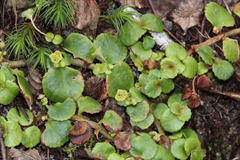 Chrysosplenium valdivicum