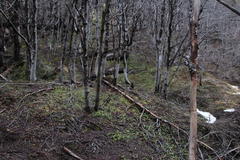 Chrysosplenium valdivicum