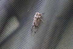 Amphipsalta cingulata