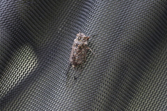 Amphipsalta cingulata