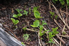 Valeriana lapathifolia