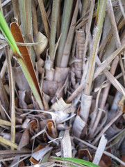 Chionochloa rigida rigida