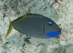 Xanthichthys auromarginatus