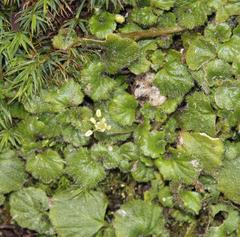 Dysopsis glechomoides