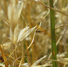 Chionochloa rigida rigida