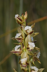 Prasophyllum australe