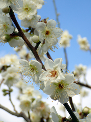 Prunus mume