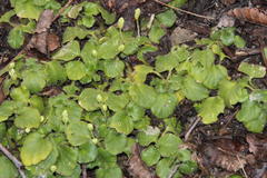 Dysopsis glechomoides