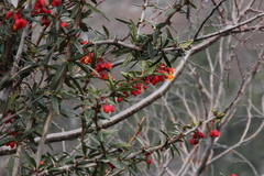 Berberis trigona