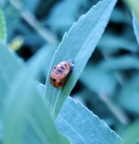 Asian Lady Beetle photographed in North Dakota
