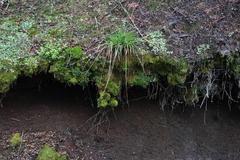 Polytrichadelphus magellanicus