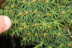 Polytrichadelphus magellanicus