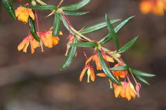 Berberis trigona