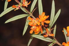 Berberis trigona