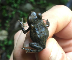 Incilius melanochlorus