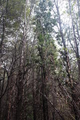 Eucryphia cordifolia