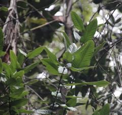 Eucryphia cordifolia