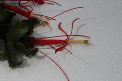 Tristerix corymbosus