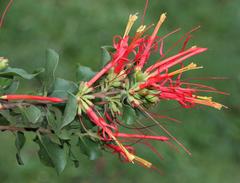 Tristerix corymbosus