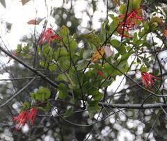 Tristerix corymbosus