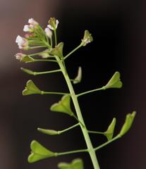 Capsella bursa-pastoris