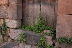 Capsella bursa-pastoris