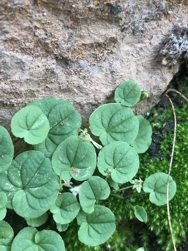 Dioscorea humilis