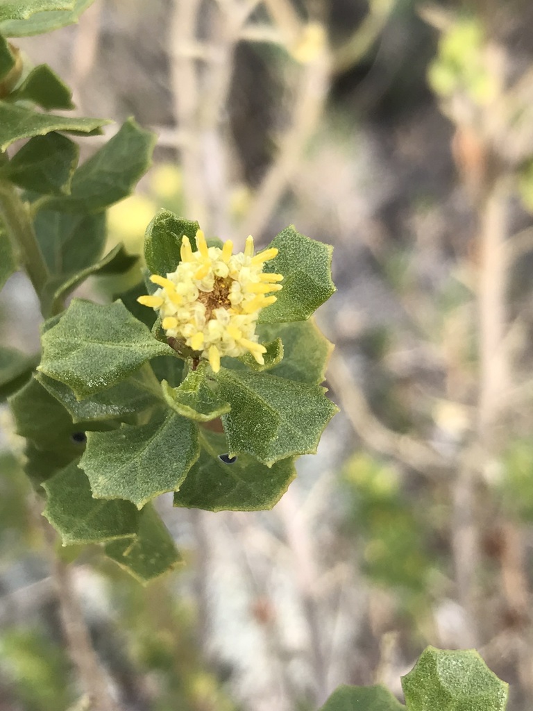 Baccharis rhomboidalis